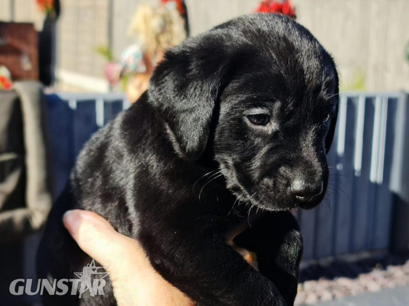 Beautiful Litter - {CATEGORY}