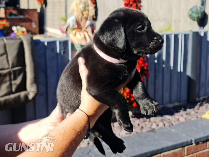 {CATEGORY} - Beautiful Litter in 