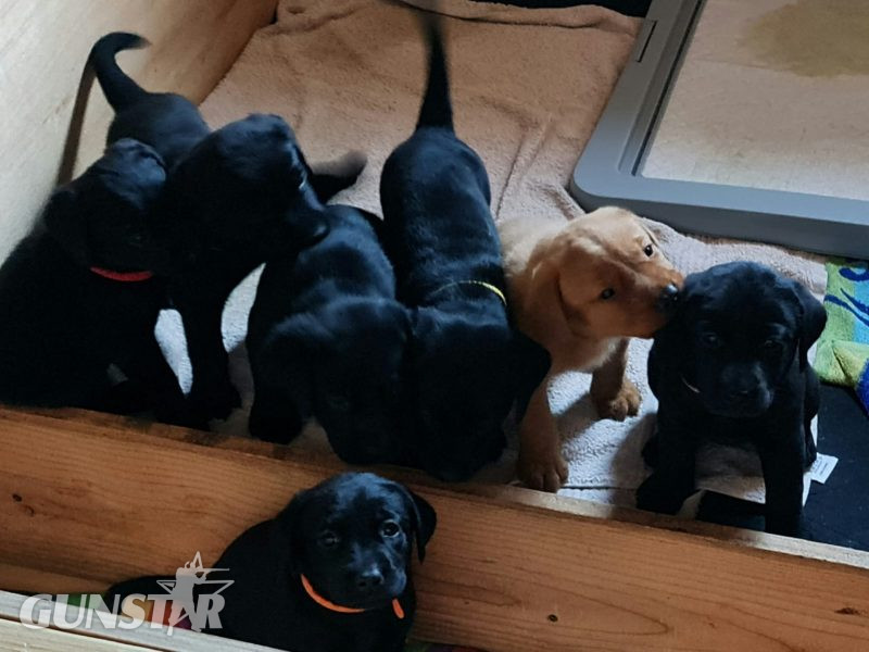 Beautiful Litter in 