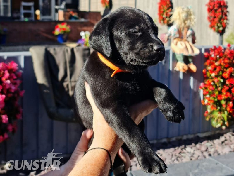 Beautiful Litter 