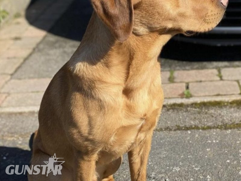 Beautiful Litter - {CATEGORY} in 
