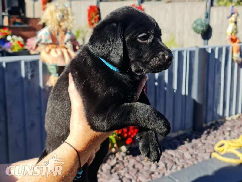 {CATEGORY} - Beautiful Litter