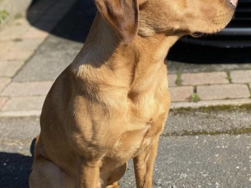 Beautiful Litter - {CATEGORY} in 