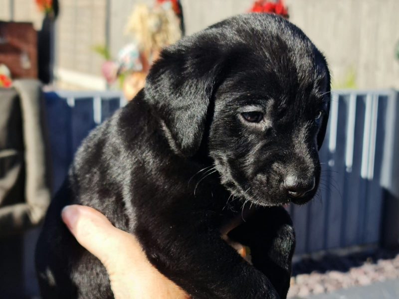 Beautiful Litter - {CATEGORY}