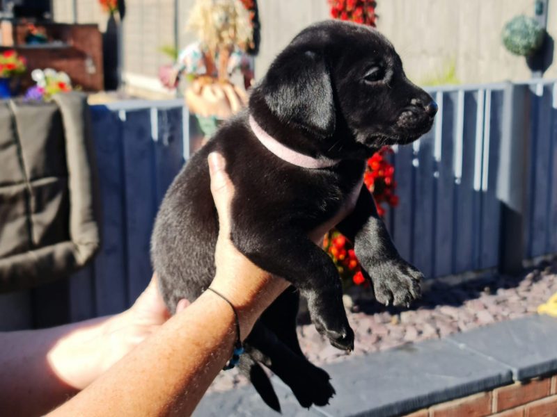 {CATEGORY} - Beautiful Litter in 