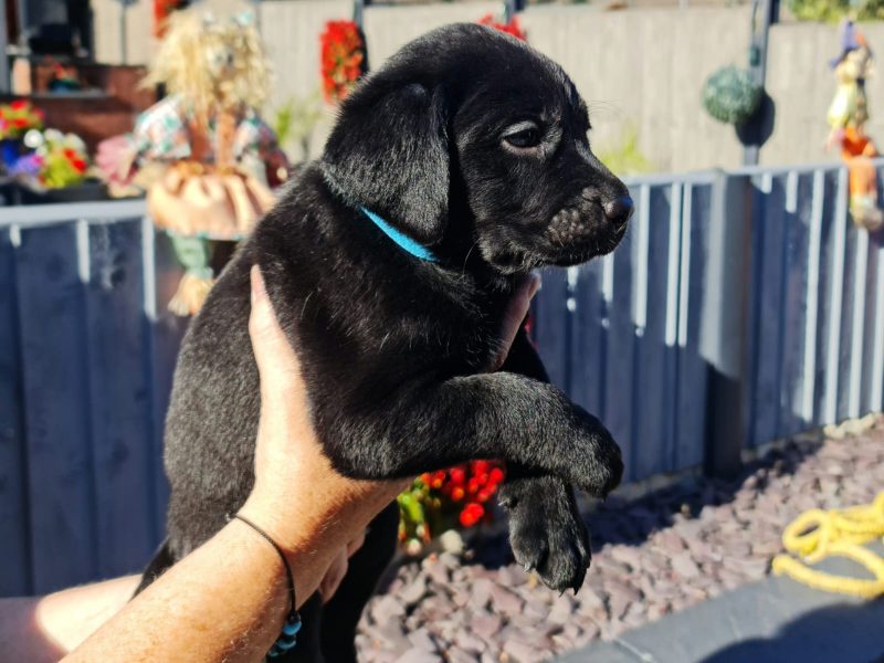 {CATEGORY} - Beautiful Litter