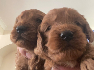 Cockapoo reds boy an girls pra clear