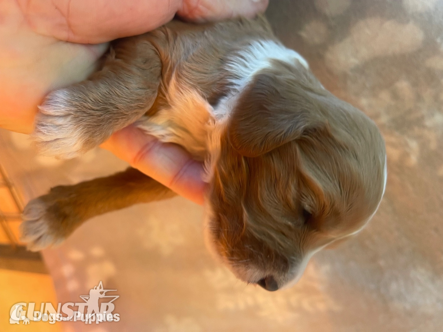 Cockapoo reds boy an girls pra clear - {CATEGORY} in 