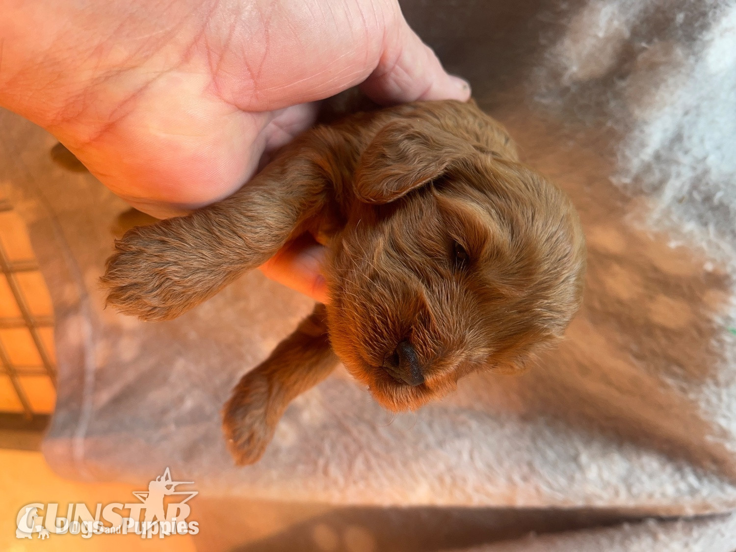 Cockapoo reds boy an girls pra clear in 