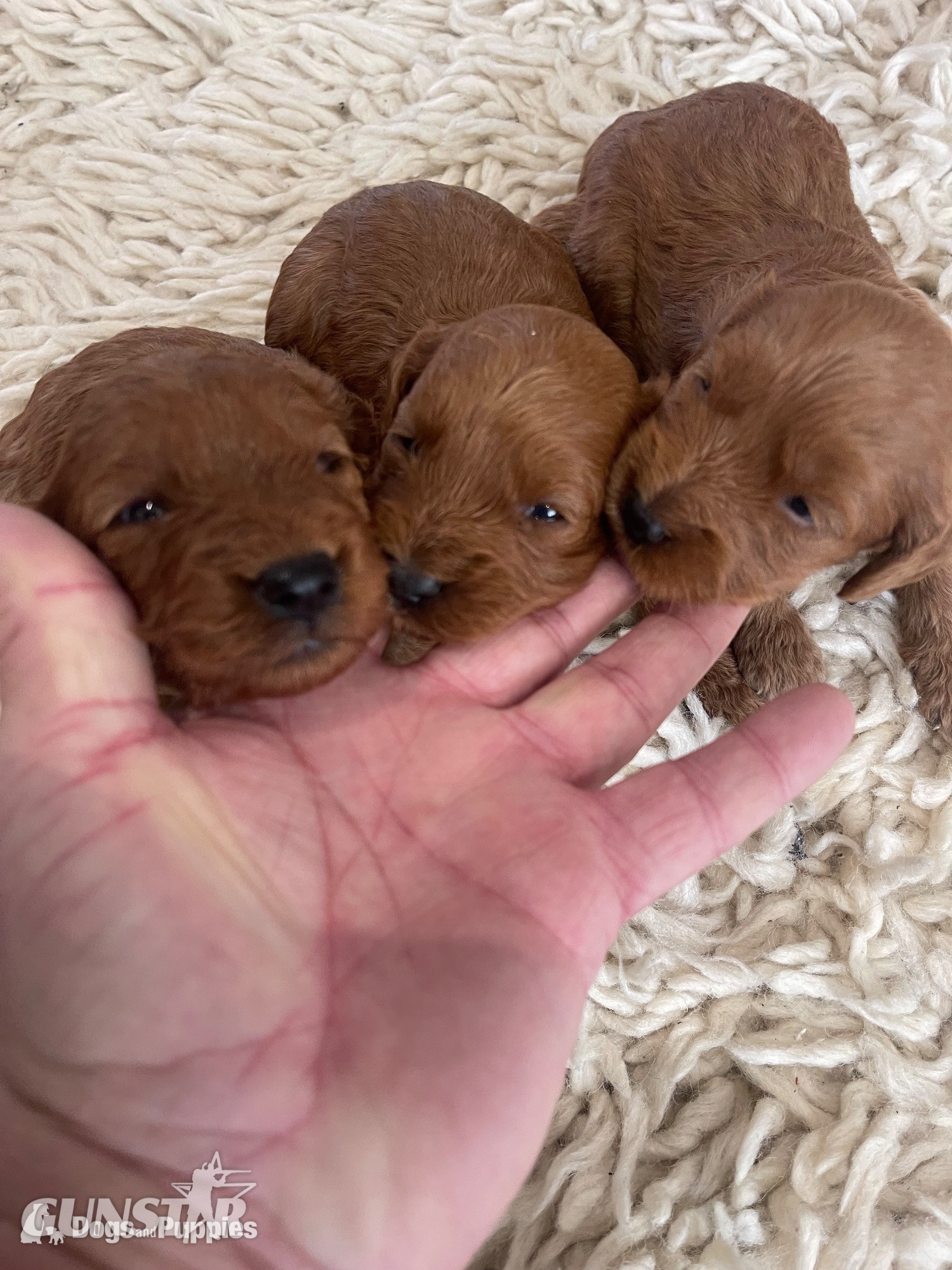 Cockapoo reds boy an girls pra clear - {CATEGORY}