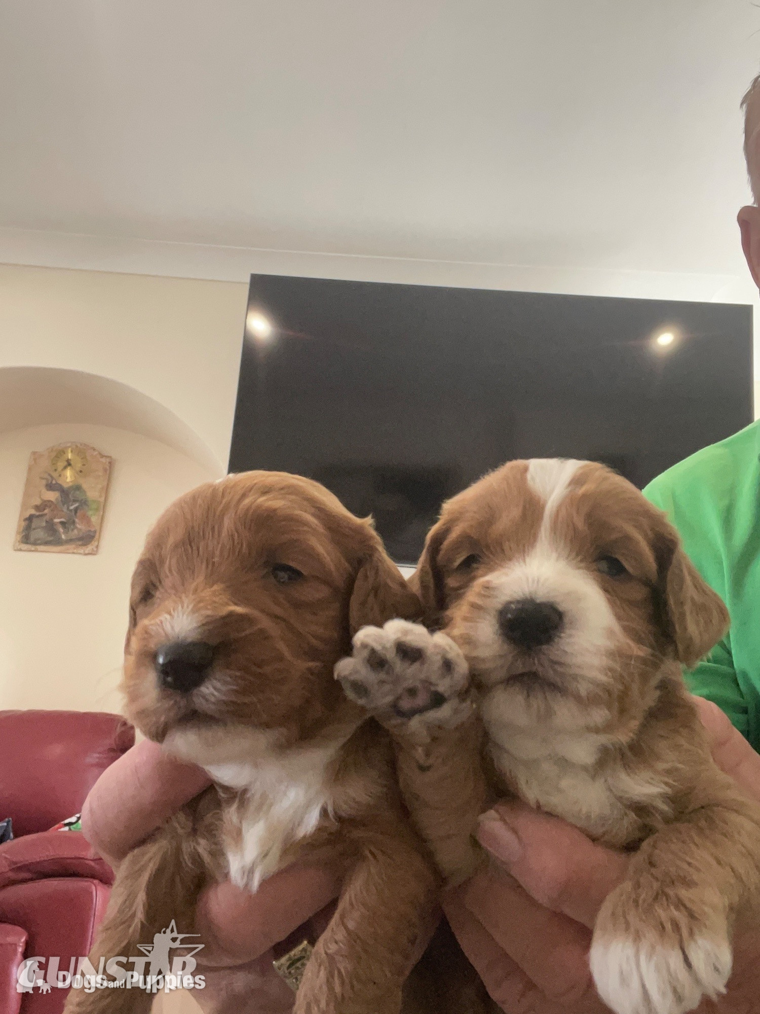  Cockapoo reds boy an girls pra clear