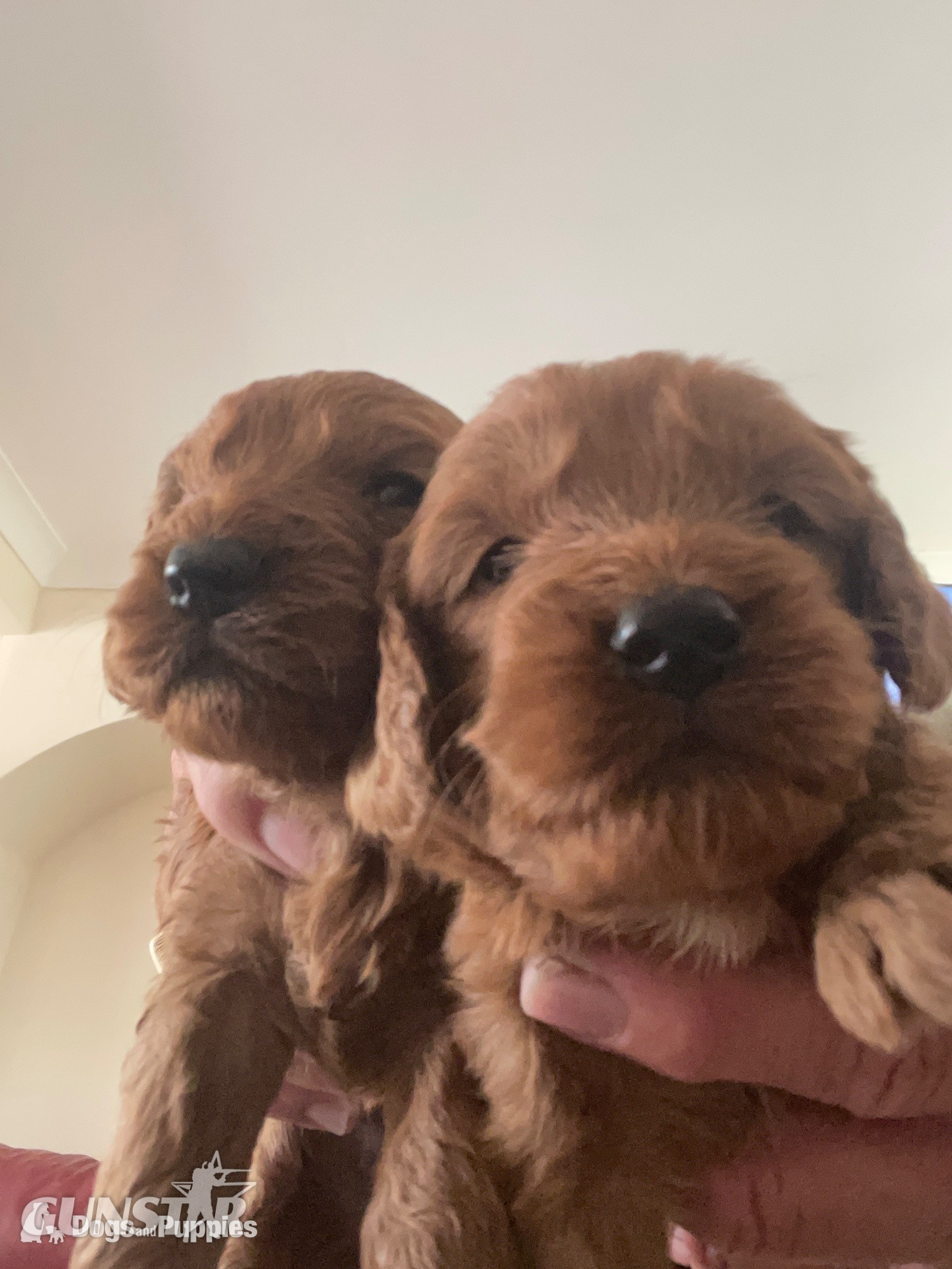 Cockapoo reds boy an girls pra clear