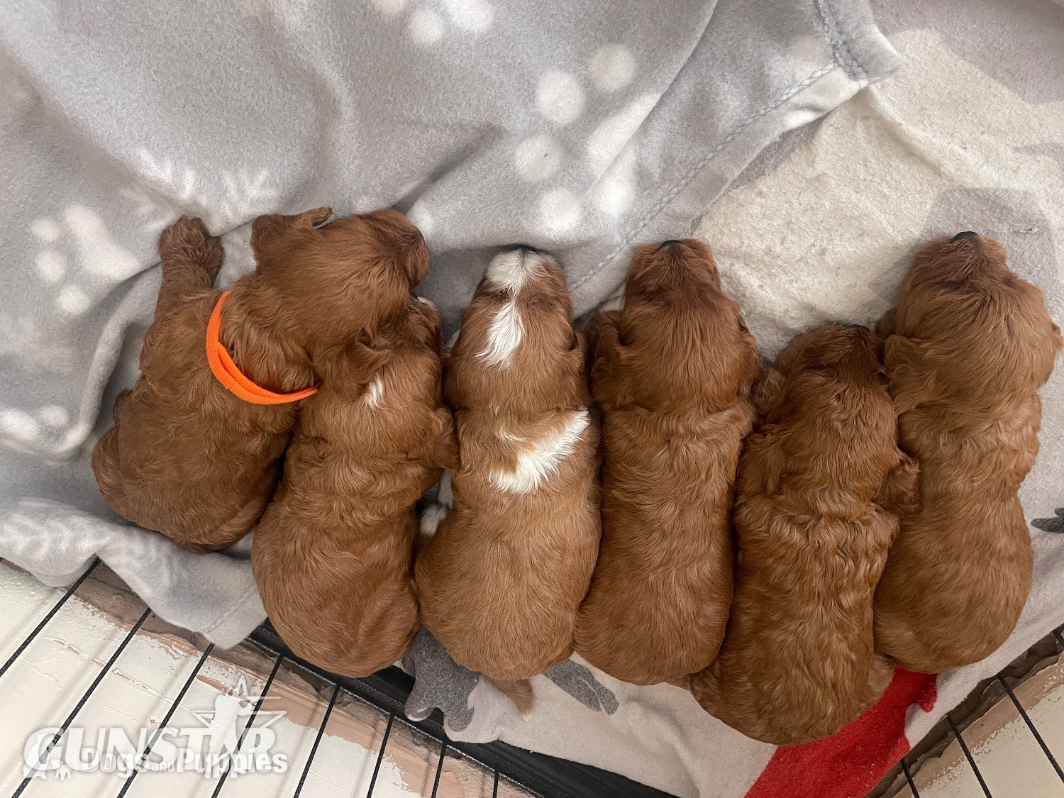 Cockapoo reds boy an girls pra clear 