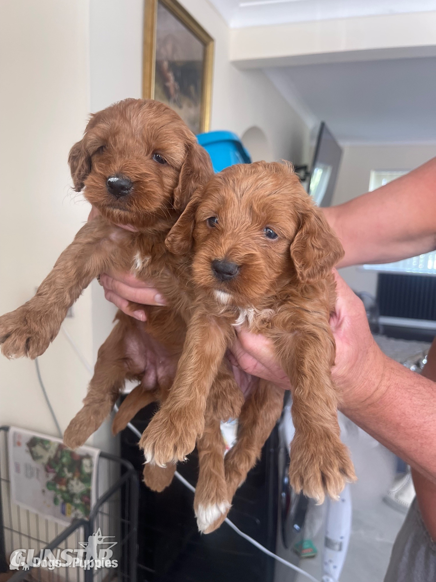 Cockapoo reds boy an girls pra clear in 