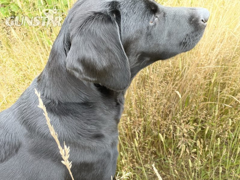 Beautiful Labrador puppies - {CATEGORY} in 