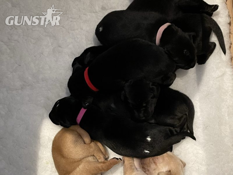 Beautiful Labrador puppies