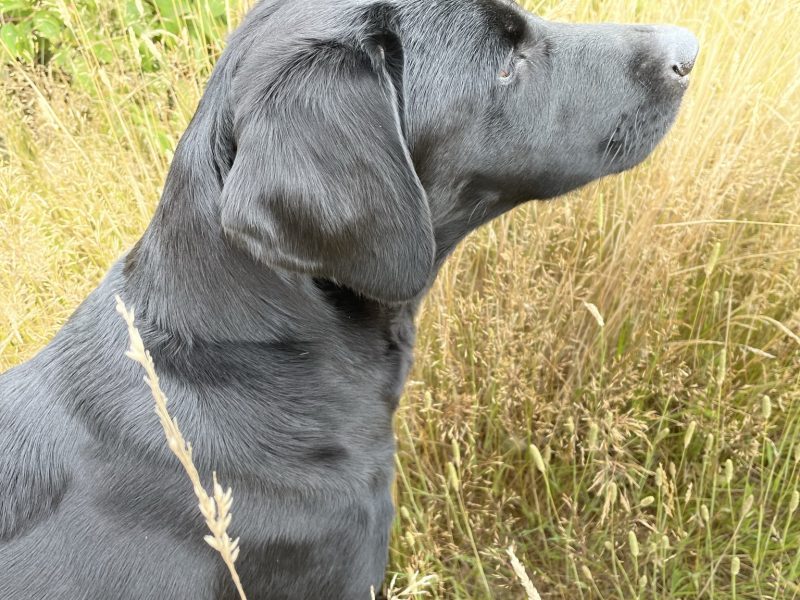 Beautiful Labrador puppies - {CATEGORY} in 