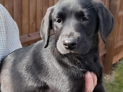 Labrador for sale