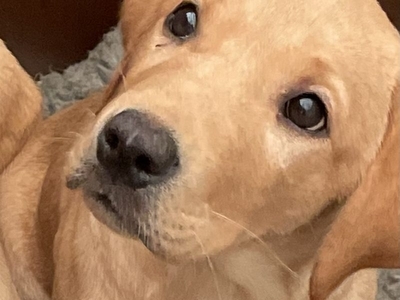 Stunning yellow boy