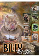 American Bully dogs for stud in Wallasey