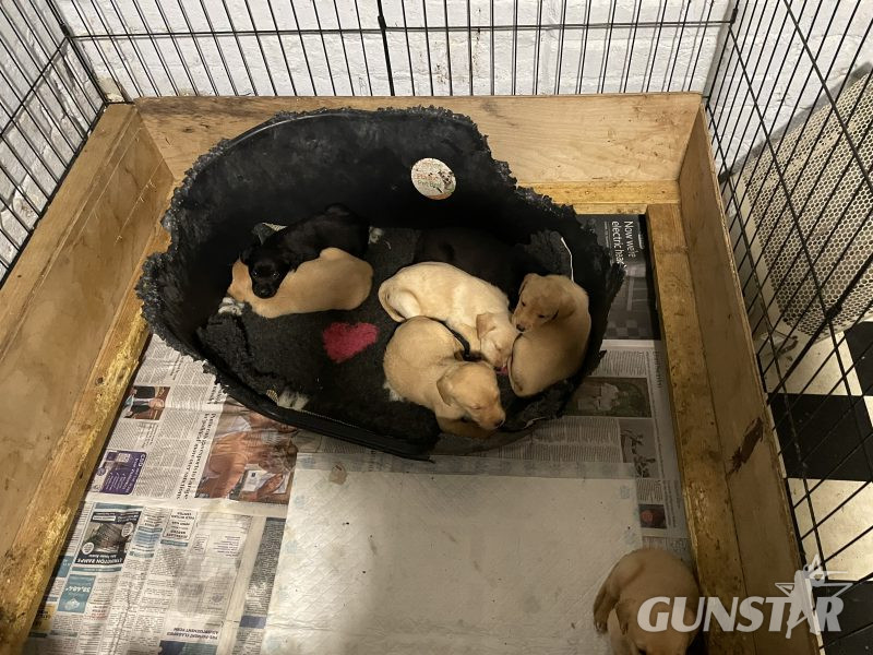 Kc registered puppies