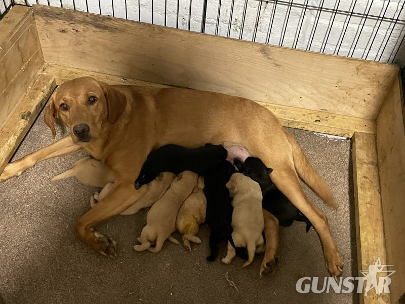 Kc registered puppies in 