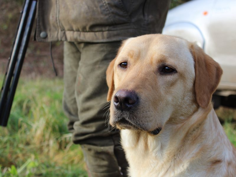 Proven KC registered Labrador Stud Dog
