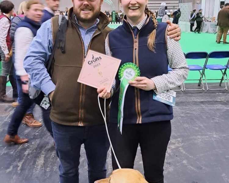 Proven KC registered Labrador Stud Dog - {CATEGORY} in 