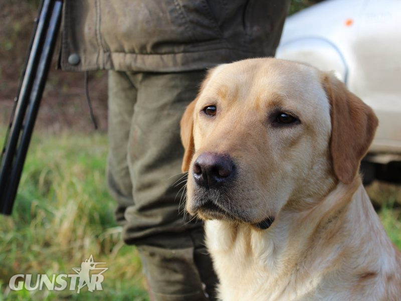 Proven KC registered Labrador Stud Dog