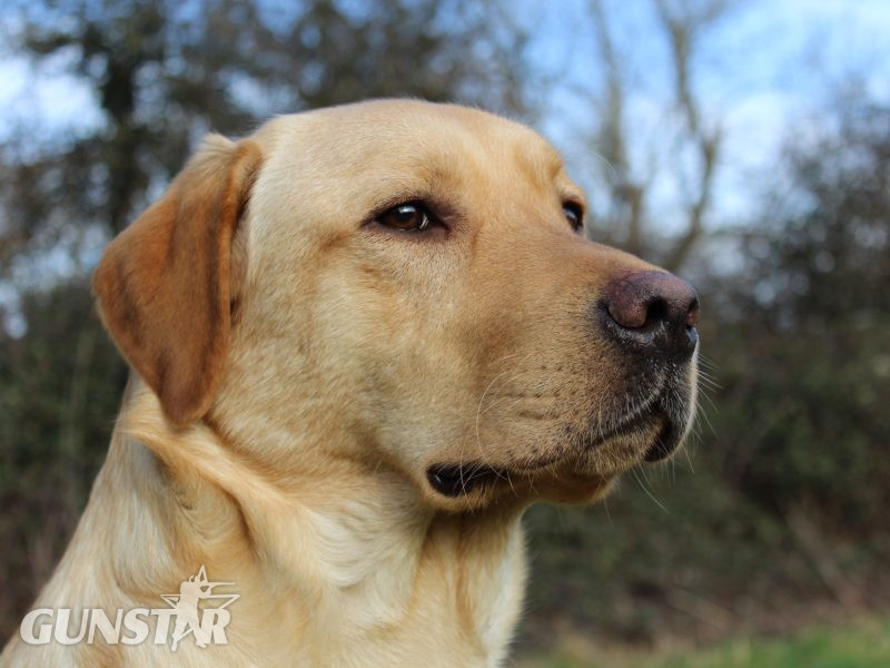 Proven KC registered Labrador Stud Dog in 