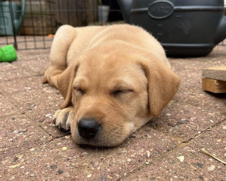  READY NOW Labrador Vizsla Puppies