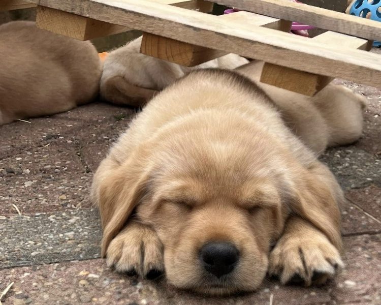 READY NOW Labrador Vizsla Puppies - {CATEGORY} in 