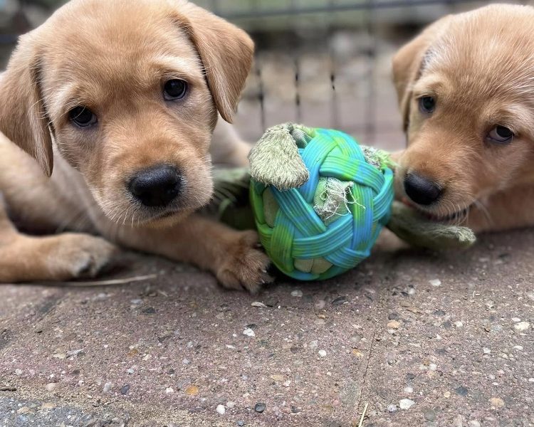 READY NOW Labrador Vizsla Puppies - {CATEGORY}