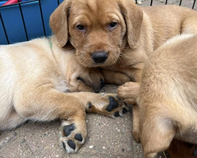 READY NOW Labrador Vizsla Puppies 