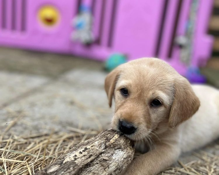 {CATEGORY} - READY NOW Labrador Vizsla Puppies in 