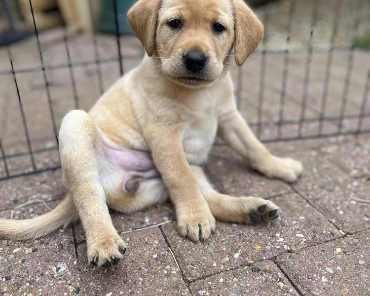{CATEGORY} - READY NOW Labrador Vizsla Puppies