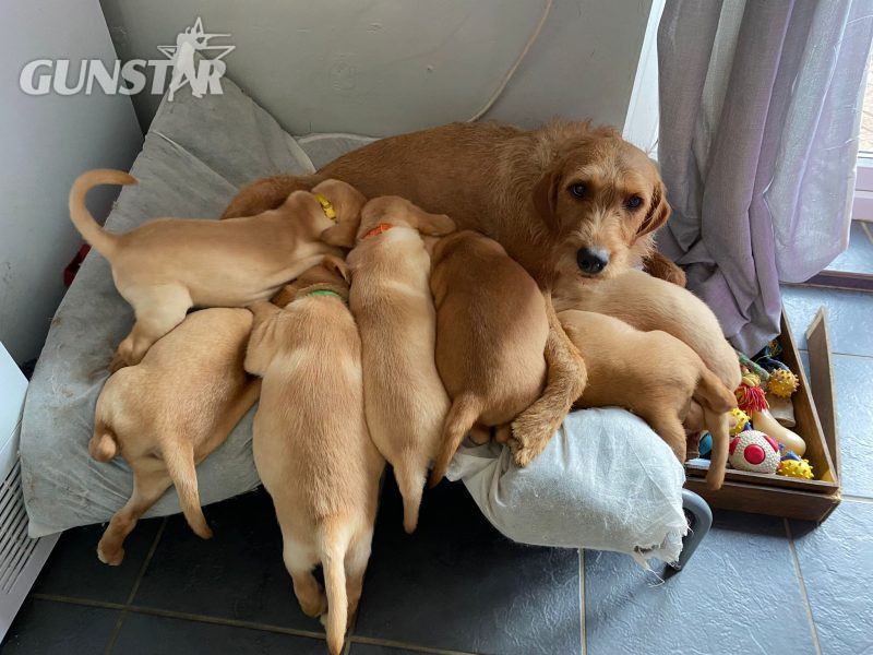 {CATEGORY} - READY NOW Labrador Vizsla Puppies in 
