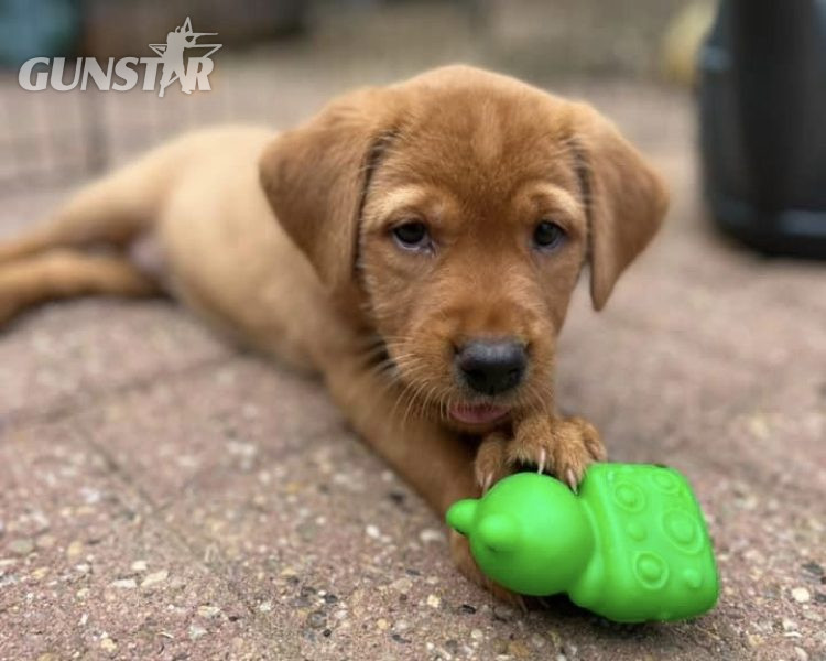 {CATEGORY} - READY NOW Labrador Vizsla Puppies