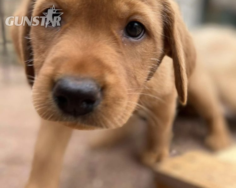 READY NOW Labrador Vizsla Puppies