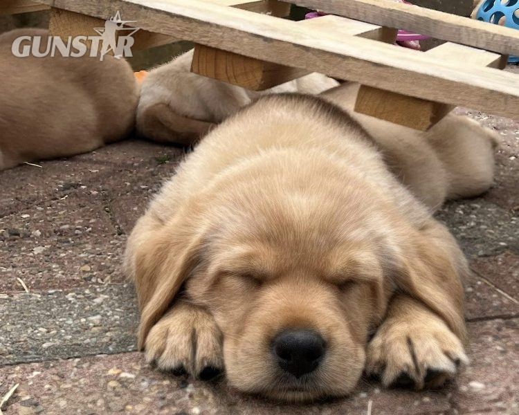 READY NOW Labrador Vizsla Puppies - {CATEGORY} in 