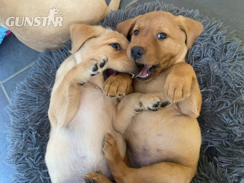 READY NOW Labrador Vizsla Puppies in 