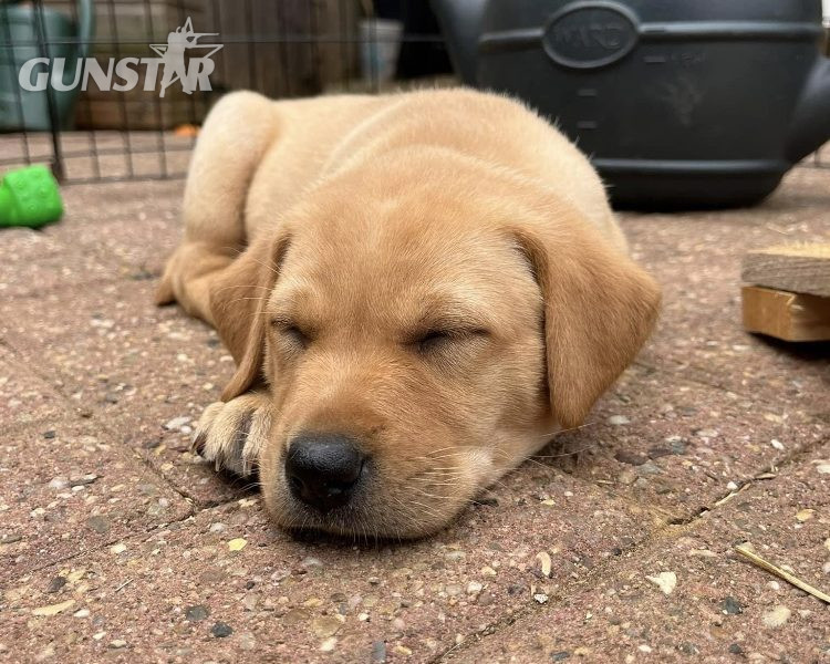  READY NOW Labrador Vizsla Puppies