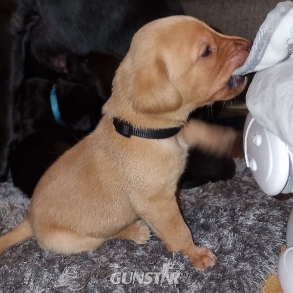 LOVELY LABRADOR LITTER - {CATEGORY} in 