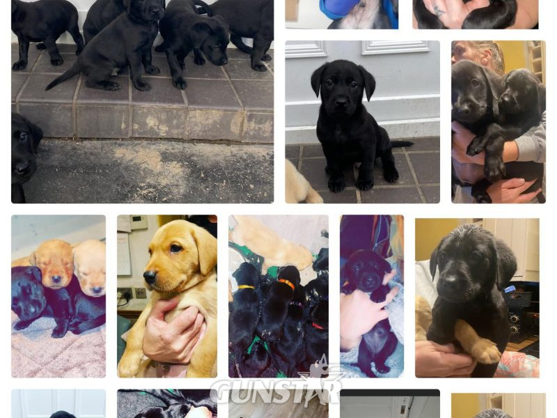 LOVELY LABRADOR LITTER in 