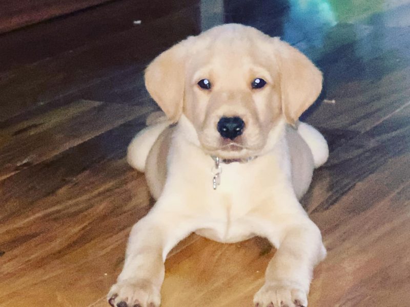 LOVELY LABRADOR LITTER