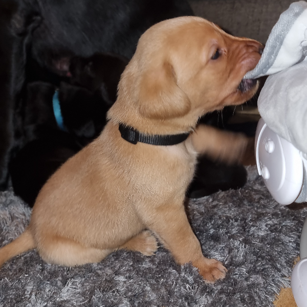 LOVELY LABRADOR LITTER - {CATEGORY} in 