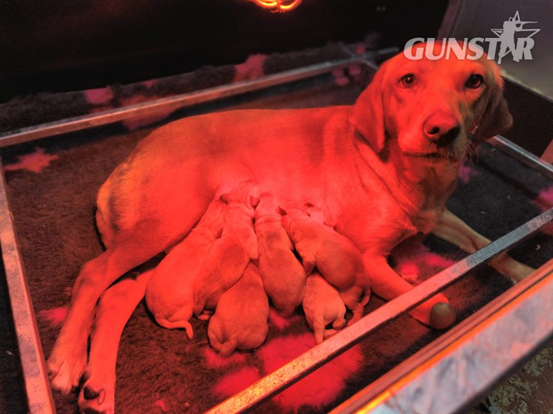 {CATEGORY} - Homebred working Labrador pups in 