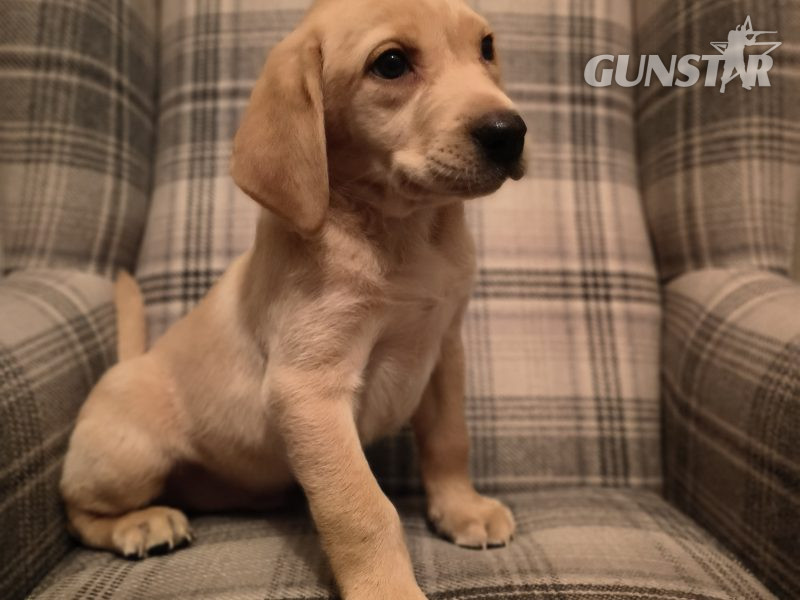  Homebred working Labrador pups