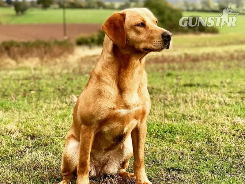 Homebred working Labrador pups - {CATEGORY}
