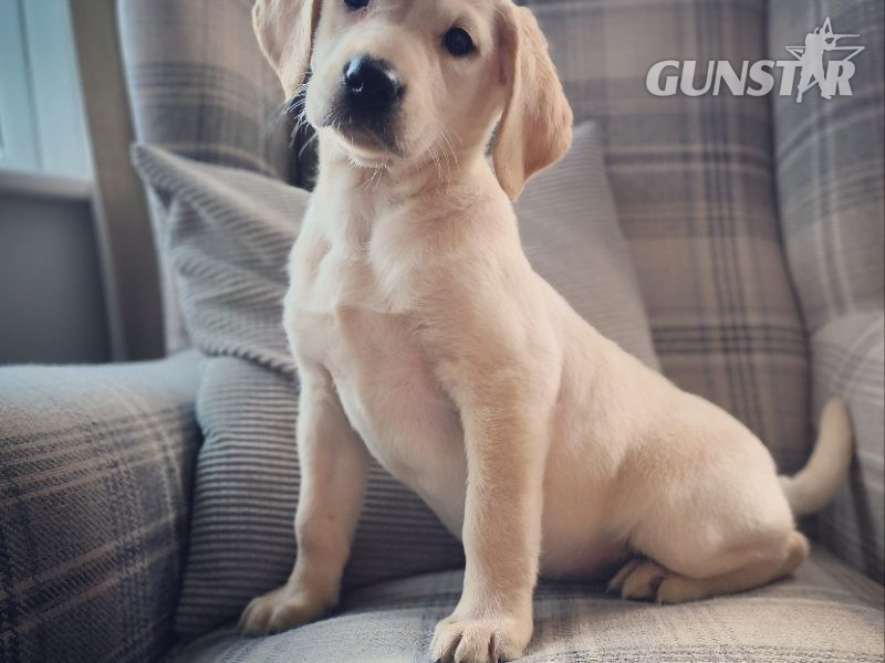 Homebred working Labrador pups in 